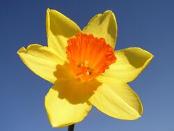 Narcissus-closeup.jpg