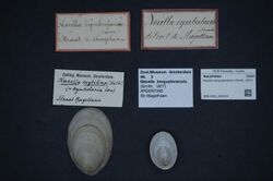 Naturalis Biodiversity Center - ZMA.MOLL.304334 - Nacella kerguelenensis (Smith, 1877) - Nacellidae - Mollusc shell.jpeg