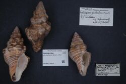Naturalis Biodiversity Center - ZMA.MOLL.355610 - Latirus gibbulus (Gmelin, 1791) - Fasciolariidae - Mollusc shell.jpeg