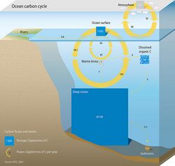 OceanCarbonCycle.jpg