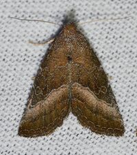 Ogdoconta cinereola – Common Pinkband Moth ID thanks to Ken (14613328414).jpg