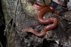 Oligodon huahin, Hua Hin kukri snake - Kaeng Krachan National Park (32625377028).jpg