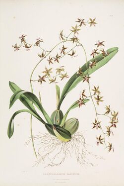 Oncidium hastatum (as Odontoglossum hastatum) - Bateman Orch. Mex. Guat. pl. 20 (1842).jpg