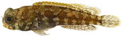Opistognathus whitehursti - pone.0010676.g067.png