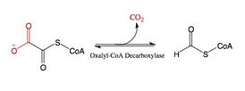 Oxalyl-CoA Substrate.jpg