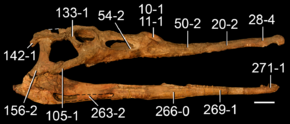 Parasuchus hislopi skull.png