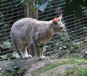 African Wildcat on a rock in front of a fence