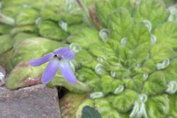 Petrocosmea kerrii GotBot 2015 003.jpg