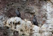 Phalacrocorax gaimardi -Patagonia-8.jpg