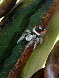 Phidippus californicus 504734.jpg