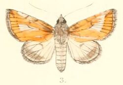 Pl.4-03-Risoba vitellina (Moore, 1882) (Pitrasa).JPG