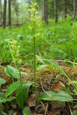 Platanthera obtusata - Flickr 003.jpg