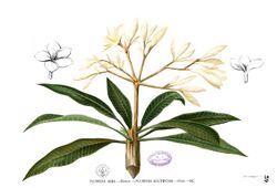 Plumeria alba Blanco1.39.jpg