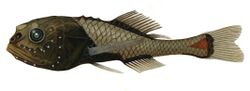 Model of a crested bigfish published in the 1911 edition of Prince Albert of Monoco's "Résultats des campagnes scientifiques"