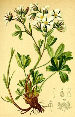 Potentilla caulescens Atlas Alpenflora.jpg