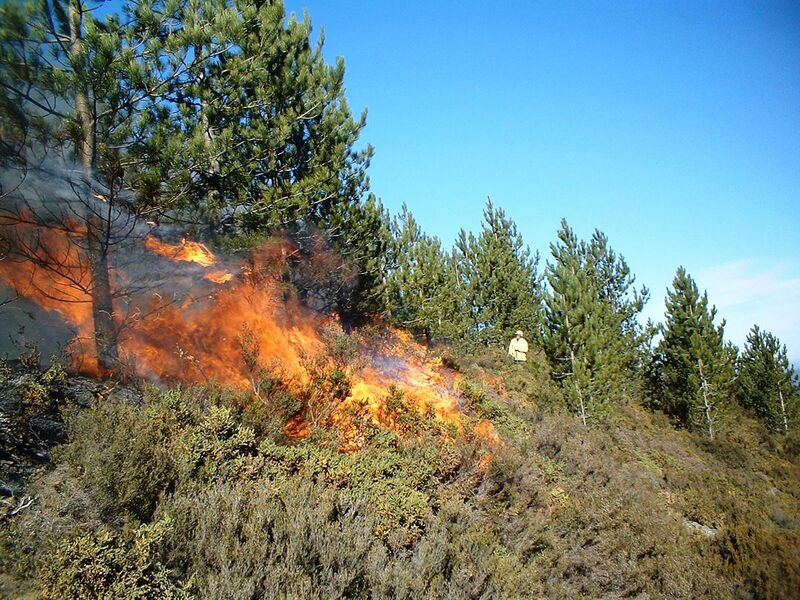 File:Prescribed burn in a Pinus nigra stand in Portugal.JPG