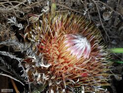 Protea scolopendriifolia 15598088.jpg