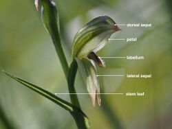 Pterostylis longifolia (labelled).jpg