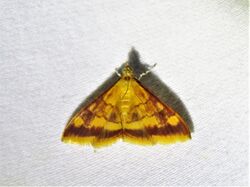 Pyrausta pseudonythesalis 146508899.jpg