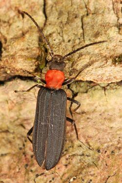 Red-necked False Blister Beetle - Asclera ruficollis, Leesylvania State Park, Woodbridge, Virginia.jpg