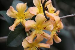 Rhododendron macgregoriae.jpg