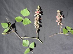 Rhynchosia viscosa-1-sanyasi hill-yercaud-salem-India.jpg
