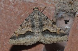 Rindgea cyda – Mesquite Looper Moth.jpg