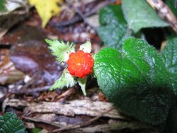 Rubus pectinellus 2.JPG