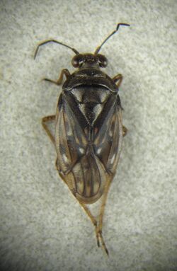 Saldula opacula.jpg