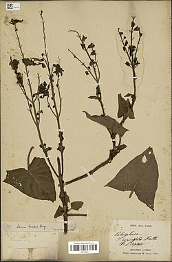 Salvia funckii.jpg