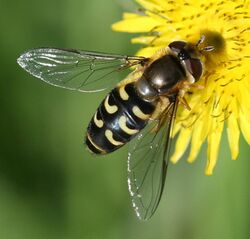 Scaeva selenitica (female).jpg