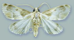 Schacontia chanesalis male - ZooKeys-291-027-g001-2.jpeg