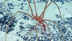 Sea Spider (Colossendeidae).jpg