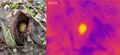 Left: Photograph of Eastern Skunk Cabbage spadix and first leaves. Right: Thermal image with bright yellow spadix, indicating a source of warmth, surrounded by leaves and branches in shades of pink and purple, indicating cold surfaces.