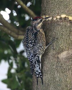 Yellow-bellied Sapsucker girdling a holly tree