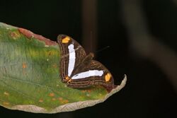 Spot-celled sister (Adelpha basiloides).jpg