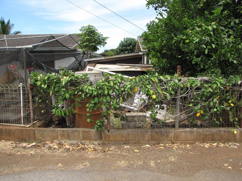File:Starr-090720-3118-Marsdenia floribunda-habit on fence with fruit-Wailuku-Maui (24876945281).jpg
