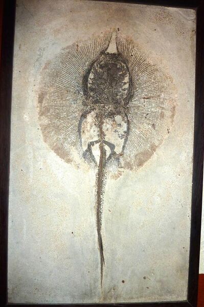 File:Stingray prepared by R. Lee Craig (Asterotrygon maloneyi) Fossil Shack.jpg