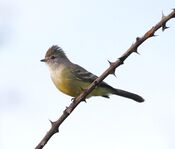 Sublegatus modestus - Southern scrub flycatcher.JPG