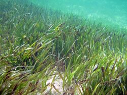 Thalassia testudinum (turtle grass) (South Pigeon Creek estuary, San Salvador Island, Bahamas) 3 (15859724719).jpg