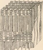 The anatomy of woody plants ((1917)) (18192166502).jpg