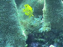 Threespot damselfish in a pillar coral.jpg