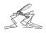 Tipula oleracea icon.jpg