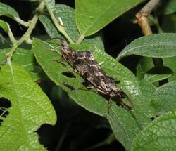 Trichostegia minor couple.jpg