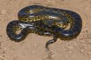 Yellow Anaconda (Eunectes notaeus) (48292380166).jpg