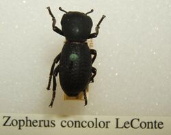 Zopherus concolor sjh.jpg