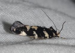 - 1509 – Stagmatophora wyattella – Wyatt's Stagmatophora Moth (14836237458).jpg