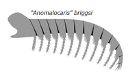 20191228 Radiodonta frontal appendage Anomalocaris briggsi.png
