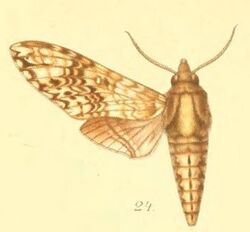 24-Poliana buchholzi (Plötz, 1880) (Protoparce weiglei).JPG
