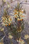 Adenanthos detmoldii Cranbourne email.jpg